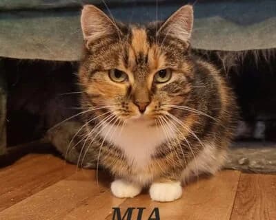 Mia, female Mixed Breed for adoption at Eestimaa Loomakaitse Liit