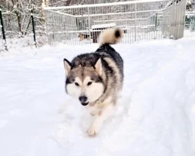 Miku, male 6yo Mixed Breed for adoption at Eestimaa Loomakaitse Liit