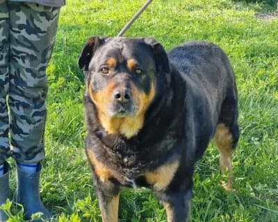 Reks, male senior Mixed Breed for adoption at Eestimaa Loomakaitse Liit