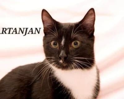 Tartanjan, male Mixed Breed for adoption at Eestimaa Loomakaitse Liit