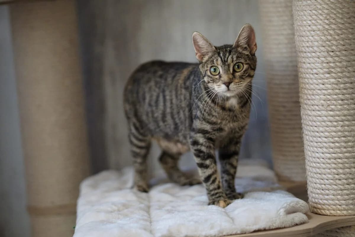 Freydis, female young Mixed Breed for adoption at Gabrieli Loomade Elu MTÜ