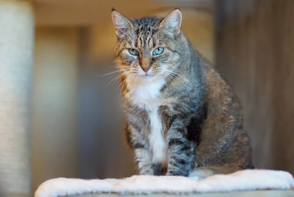 Gerda, female senior Mixed Breed for adoption at Gabrieli Loomade Elu MTÜ
