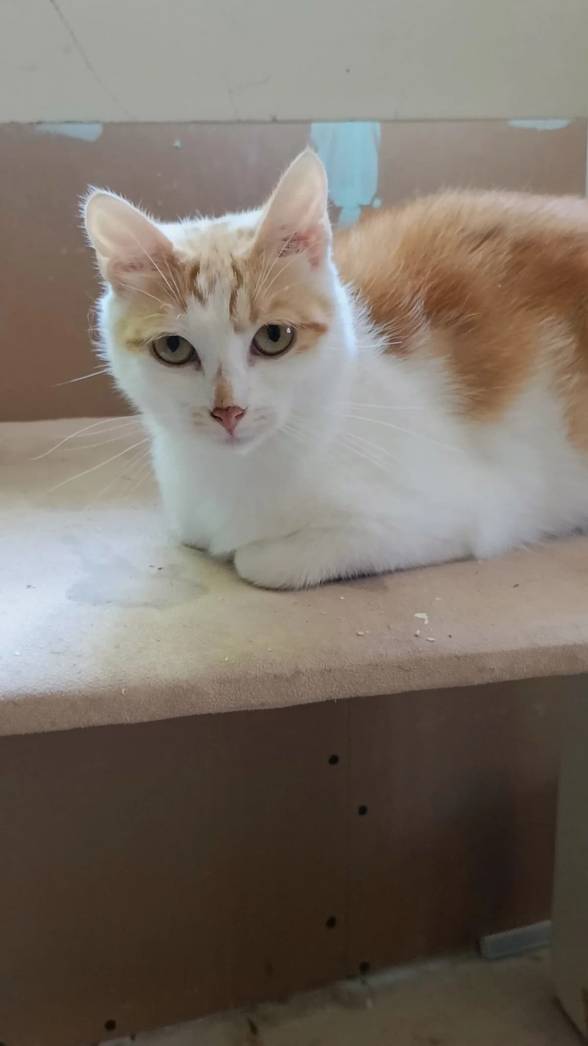 Kardu, female Mixed Breed for adoption at Gabrieli Loomade Elu MTÜ