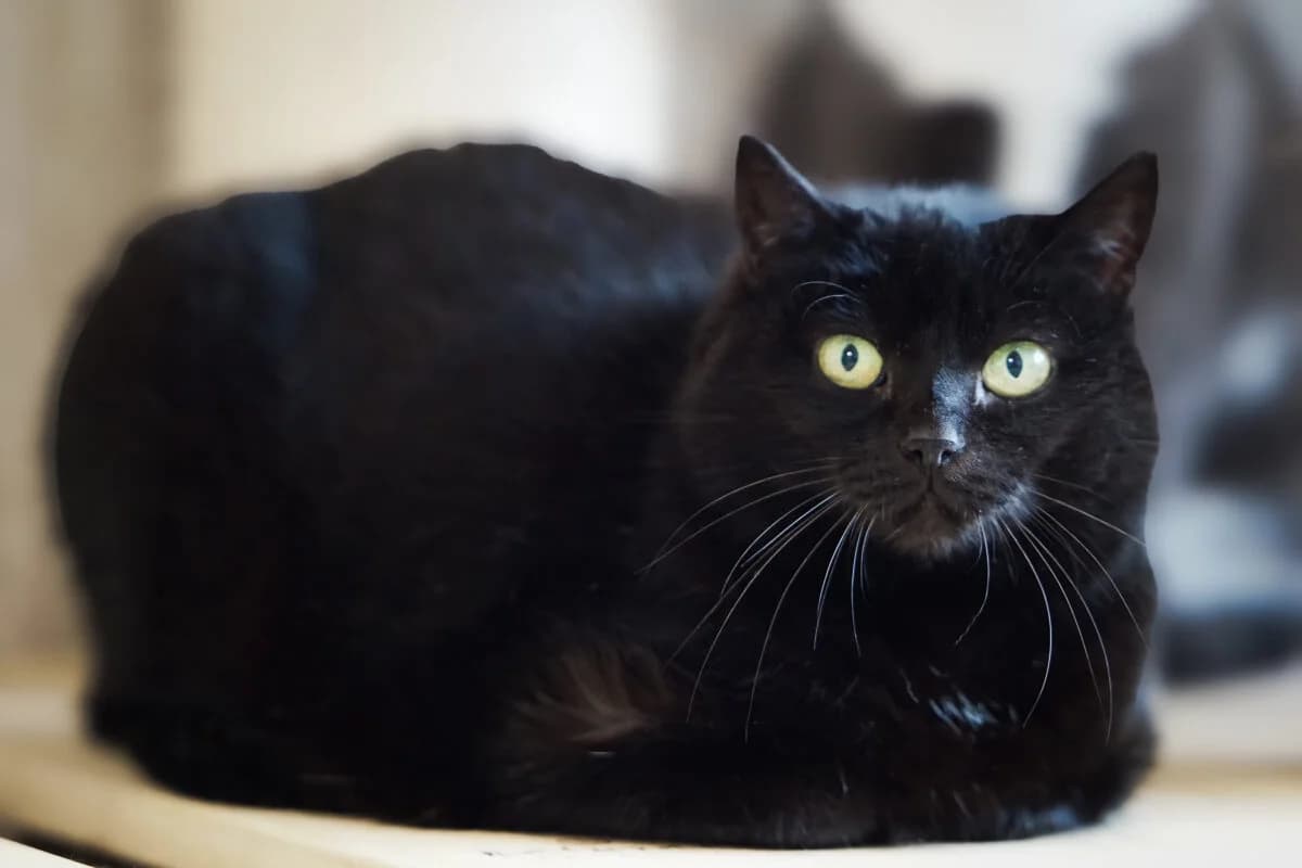 Kessu, female 7yo Mixed Breed for adoption at Gabrieli Loomade Elu MTÜ