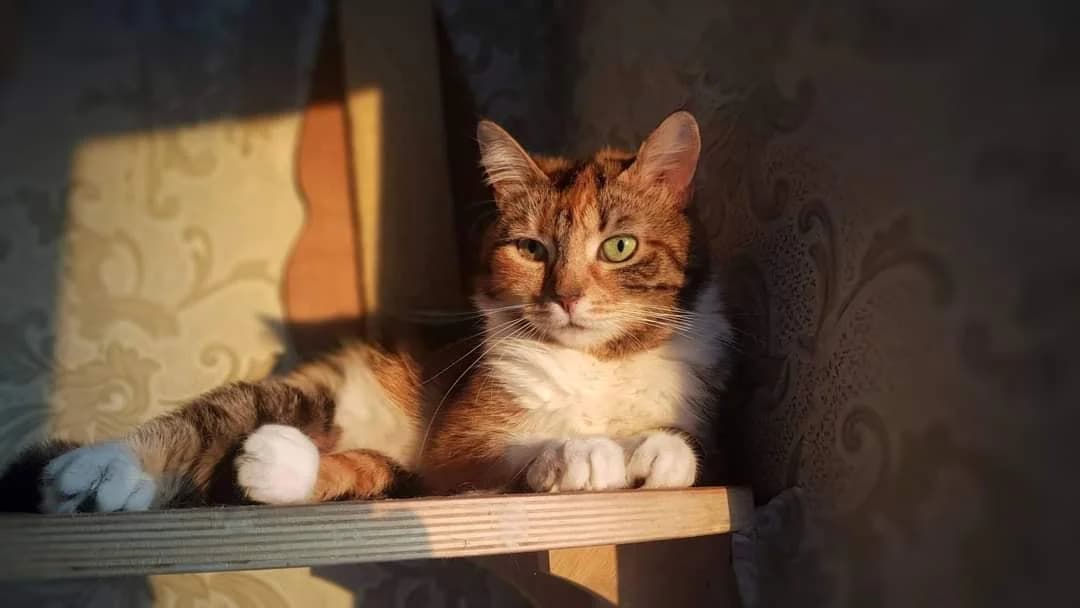 Maarja, female senior Mixed Breed for adoption at Gabrieli Loomade Elu MTÜ
