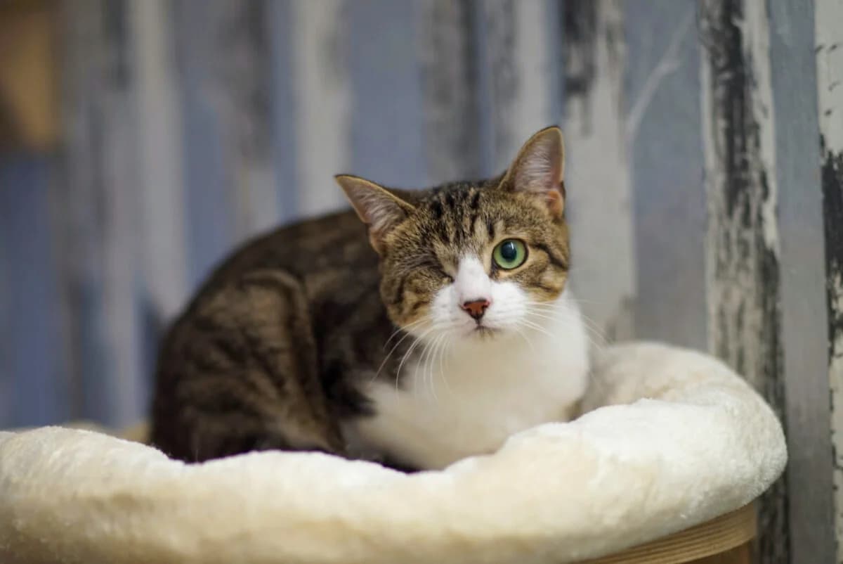 Niklas, male 6yo Mixed Breed for adoption at Gabrieli Loomade Elu MTÜ