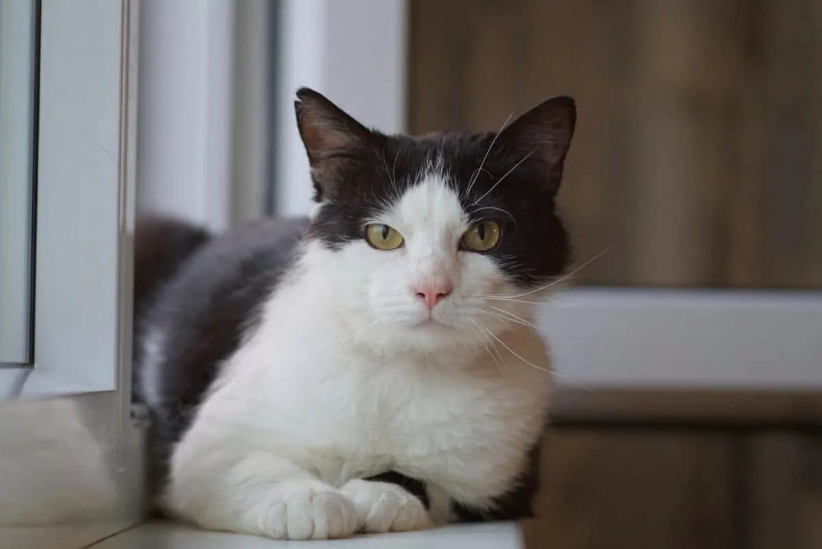 Nossov, male senior Mixed Breed for adoption at Gabrieli Loomade Elu MTÜ