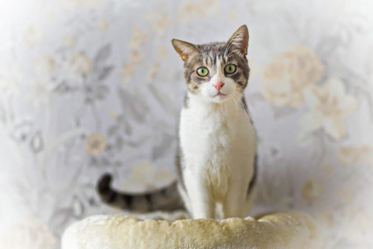 Oswald, male senior Mixed Breed for adoption at Gabrieli Loomade Elu MTÜ
