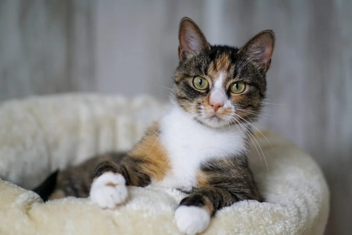 Sipsik, female 5yo Mixed Breed for adoption at Gabrieli Loomade Elu MTÜ