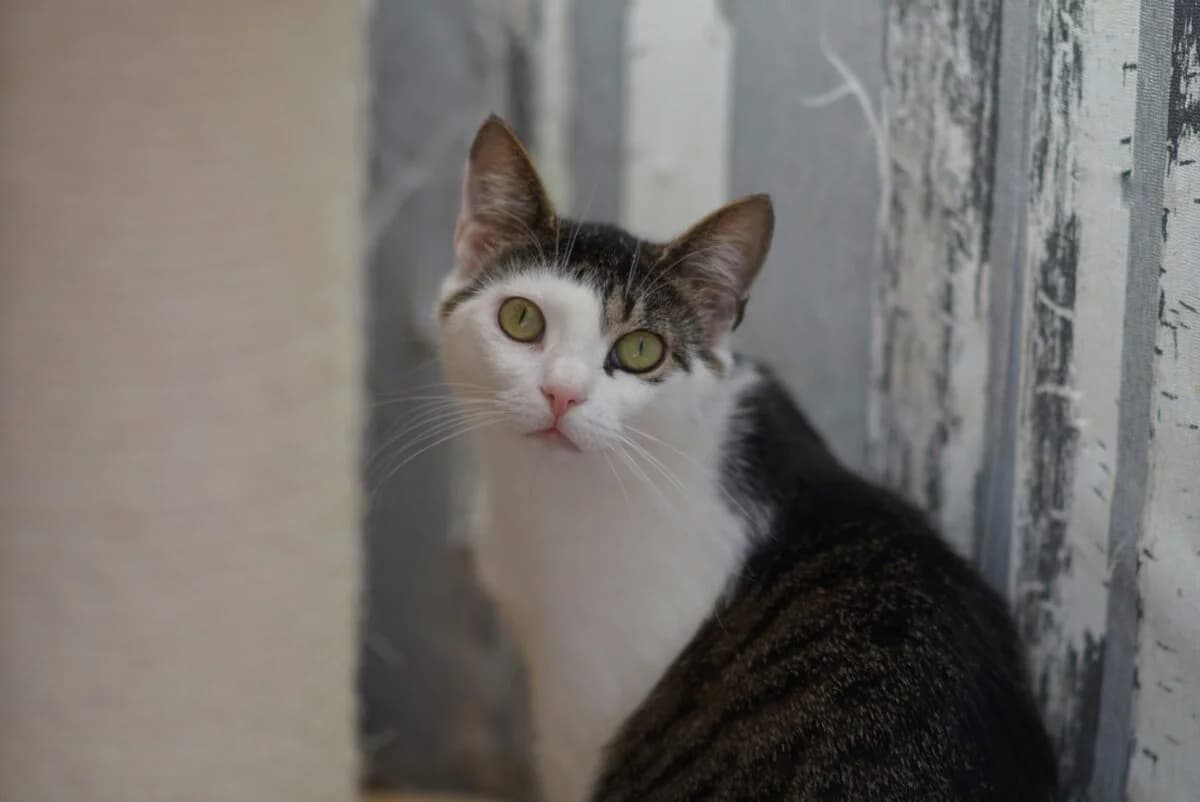 Tiffani, female 6yo Mixed Breed for adoption at Gabrieli Loomade Elu MTÜ