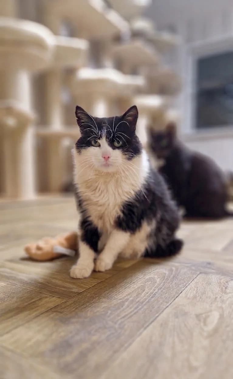 Truffe, male young Mixed Breed for adoption at Gabrieli Loomade Elu MTÜ