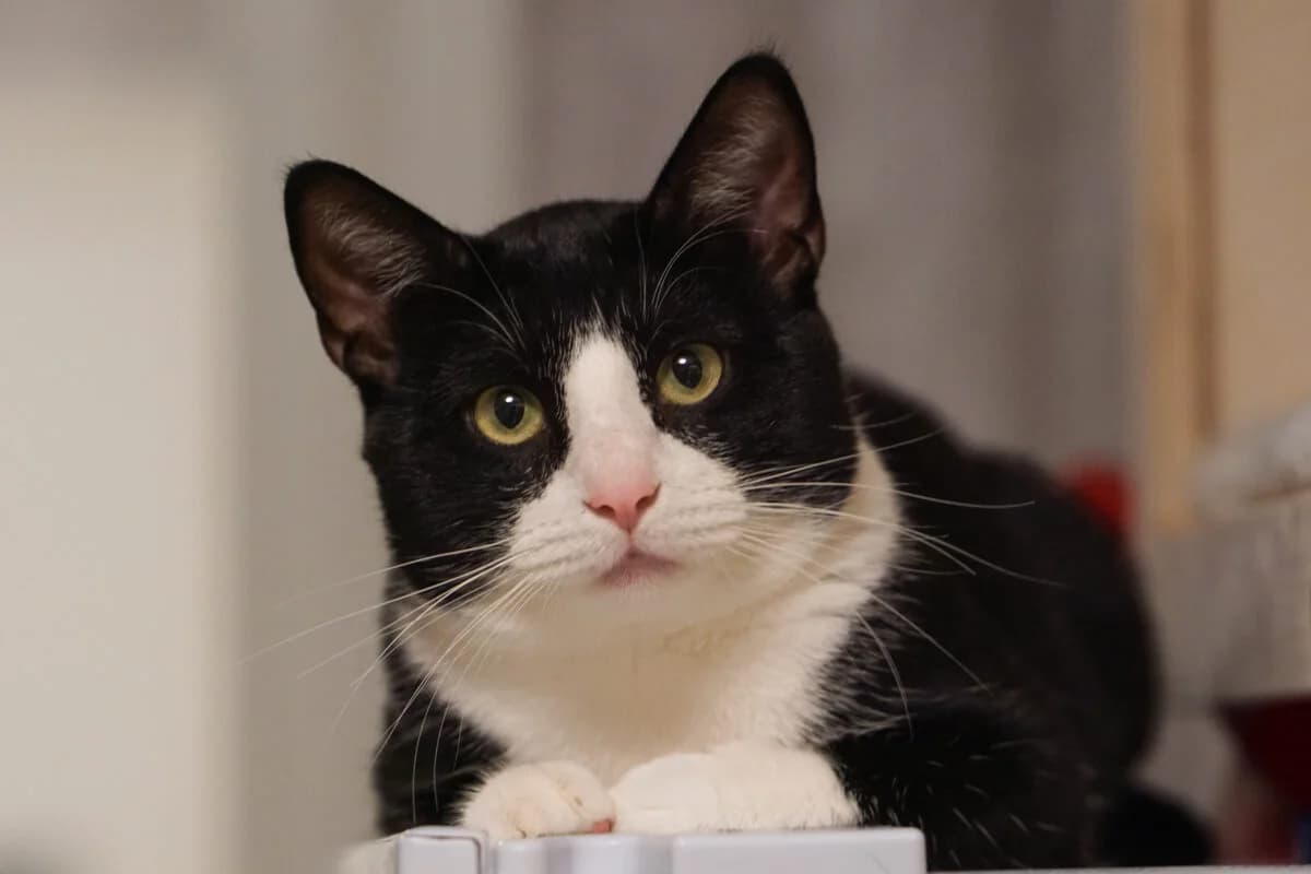 Tuxcat, male 3yo Mixed Breed for adoption at Gabrieli Loomade Elu MTÜ