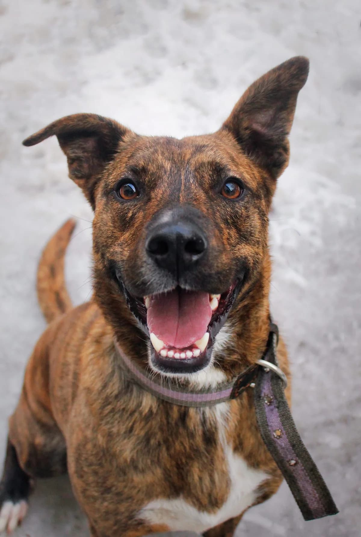 Tigrash, 4yo Mixed Breed for adoption at HappyDogFamily