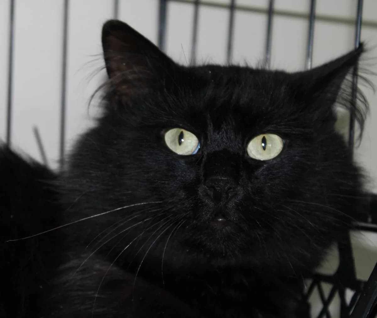 Grinch, male Mixed Breed for adoption at Kass Sassu MTÜ, Rapla