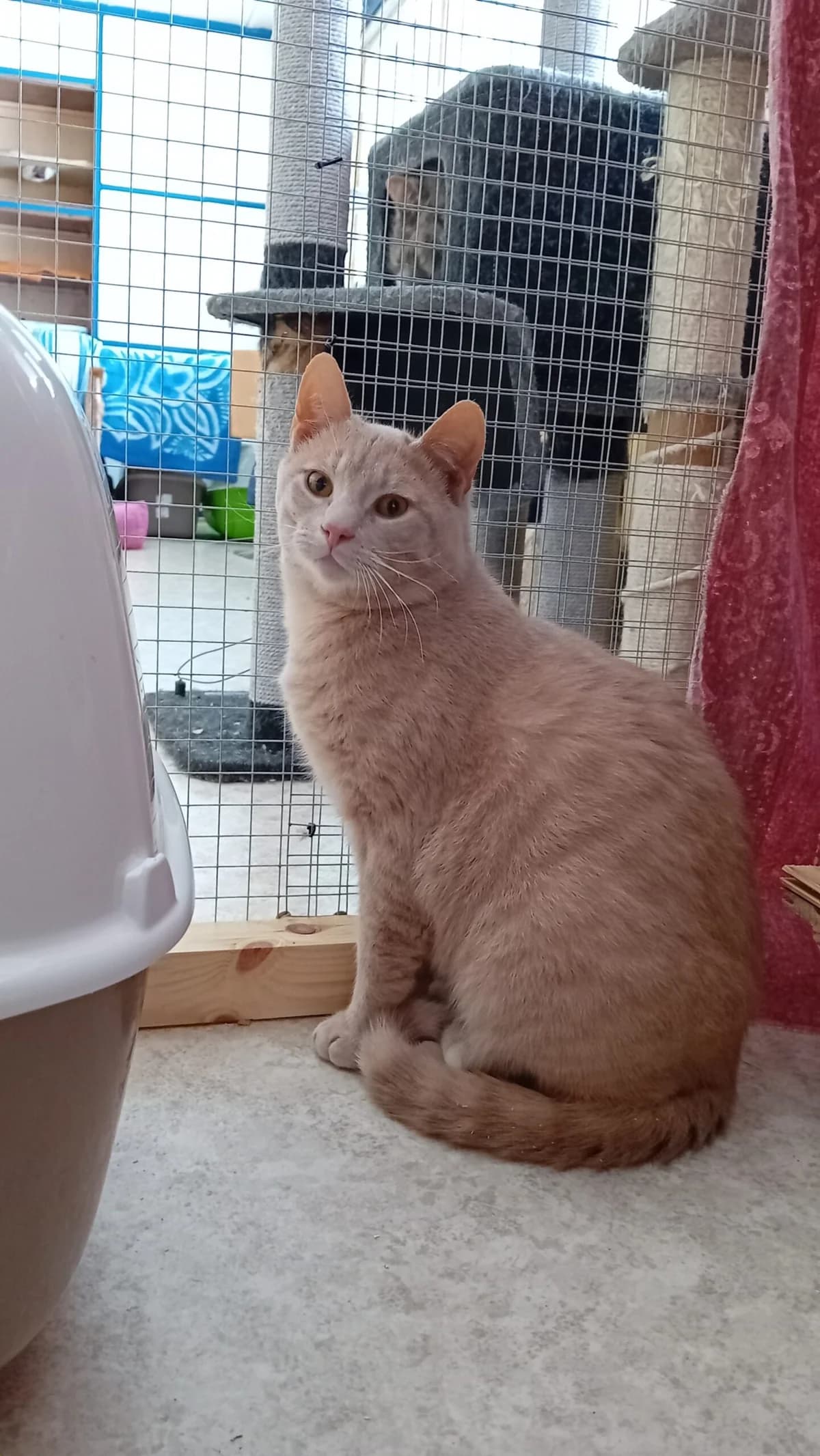 Hans, male Mixed Breed for adoption at Kass Sassu MTÜ, Rapla