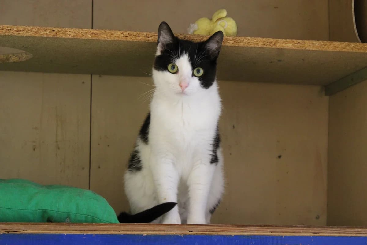 Kessu, female Mixed Breed for adoption at Kass Sassu MTÜ, Rapla