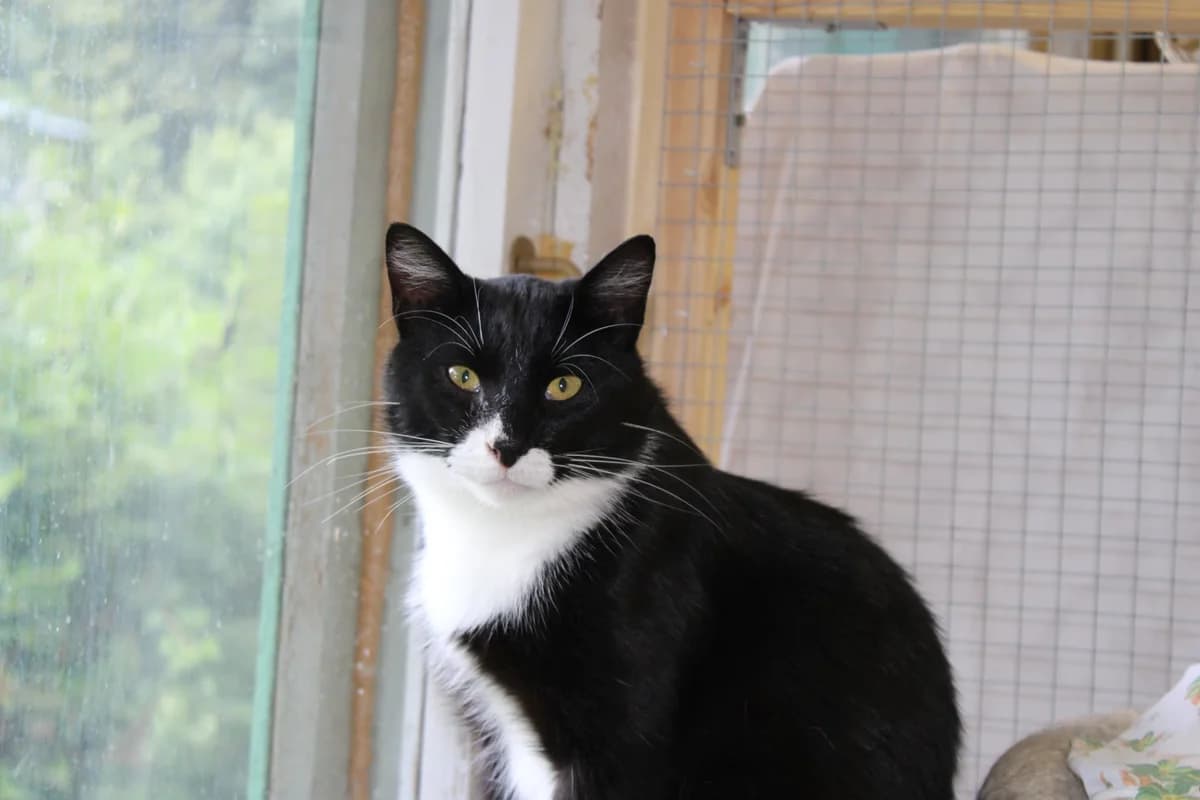 Kruup, male Mixed Breed for adoption at Kass Sassu MTÜ, Rapla