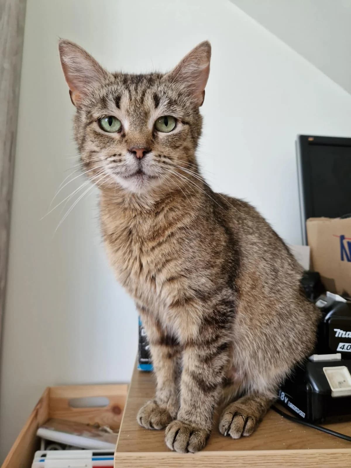Loore, female Mixed Breed for adoption at Kass Sassu MTÜ, Rapla