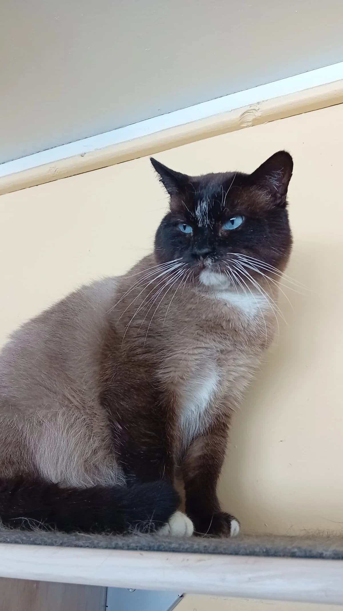 Maidu, male Mixed Breed for adoption at Kass Sassu MTÜ, Rapla
