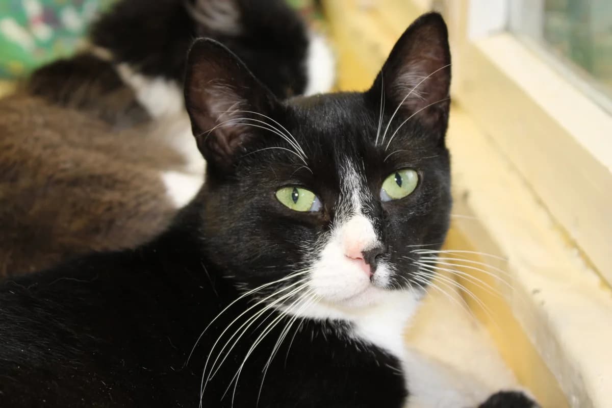 Mickey, male Mixed Breed for adoption at Kass Sassu MTÜ, Rapla