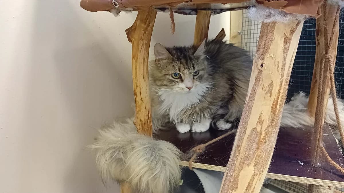 Nyssa, female Mixed Breed for adoption at Kass Sassu MTÜ, Rapla