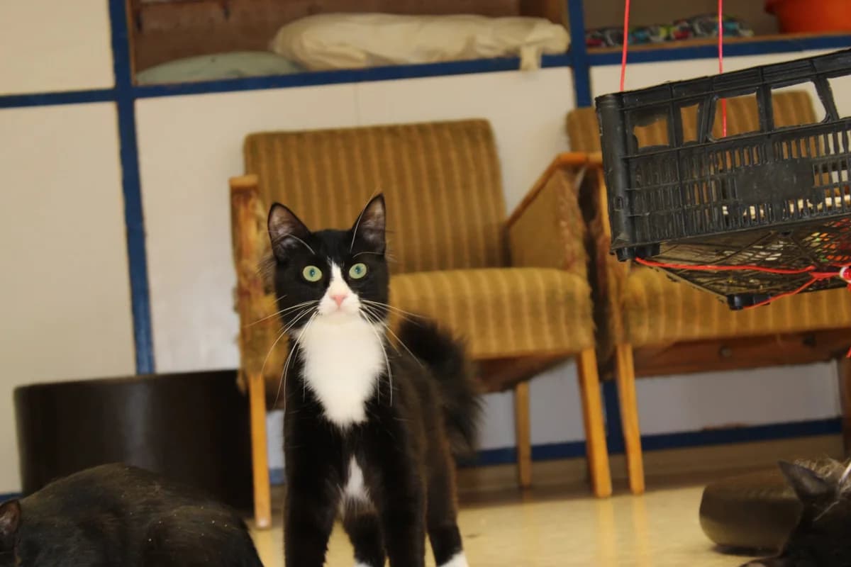 Taffel, male Mixed Breed for adoption at Kass Sassu MTÜ, Rapla