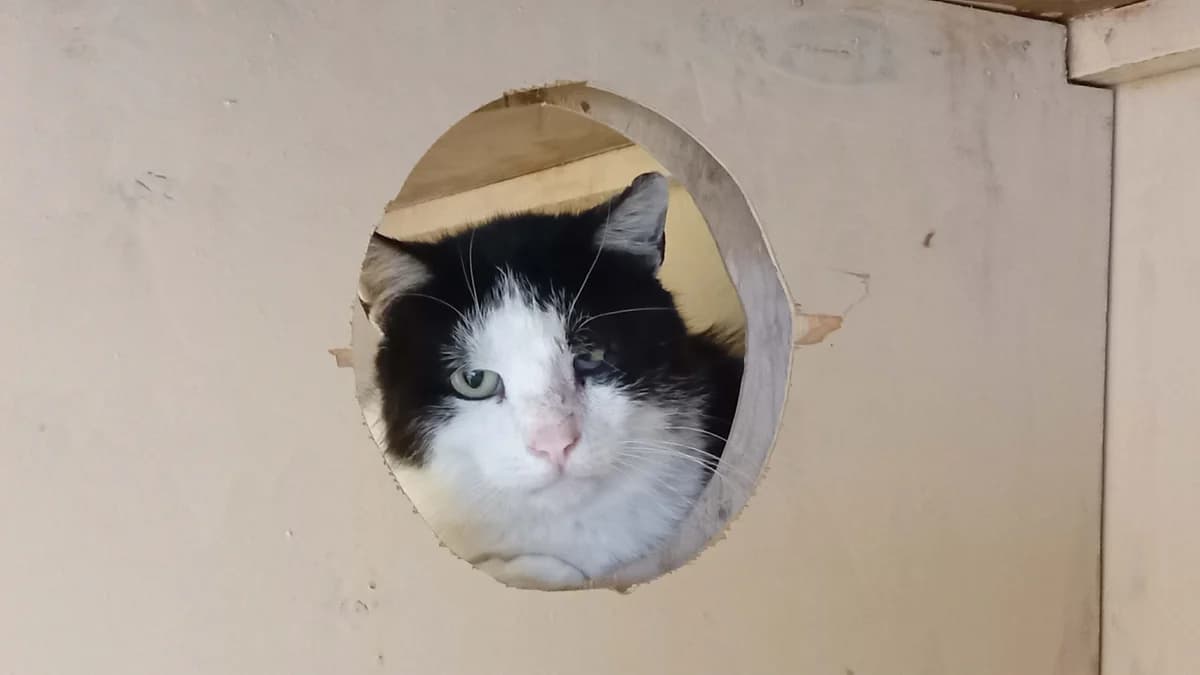 Volli, male Mixed Breed for adoption at Kass Sassu MTÜ, Rapla