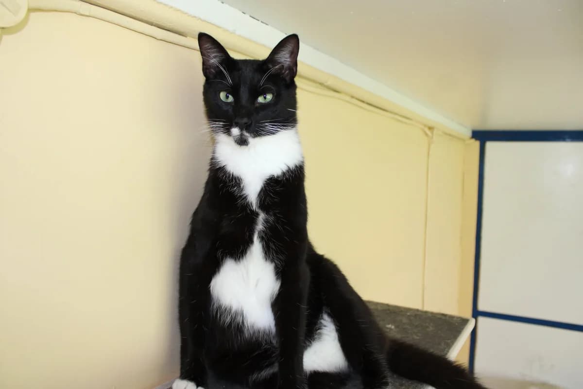 Watson, male Mixed Breed for adoption at Kass Sassu MTΓ, Rapla