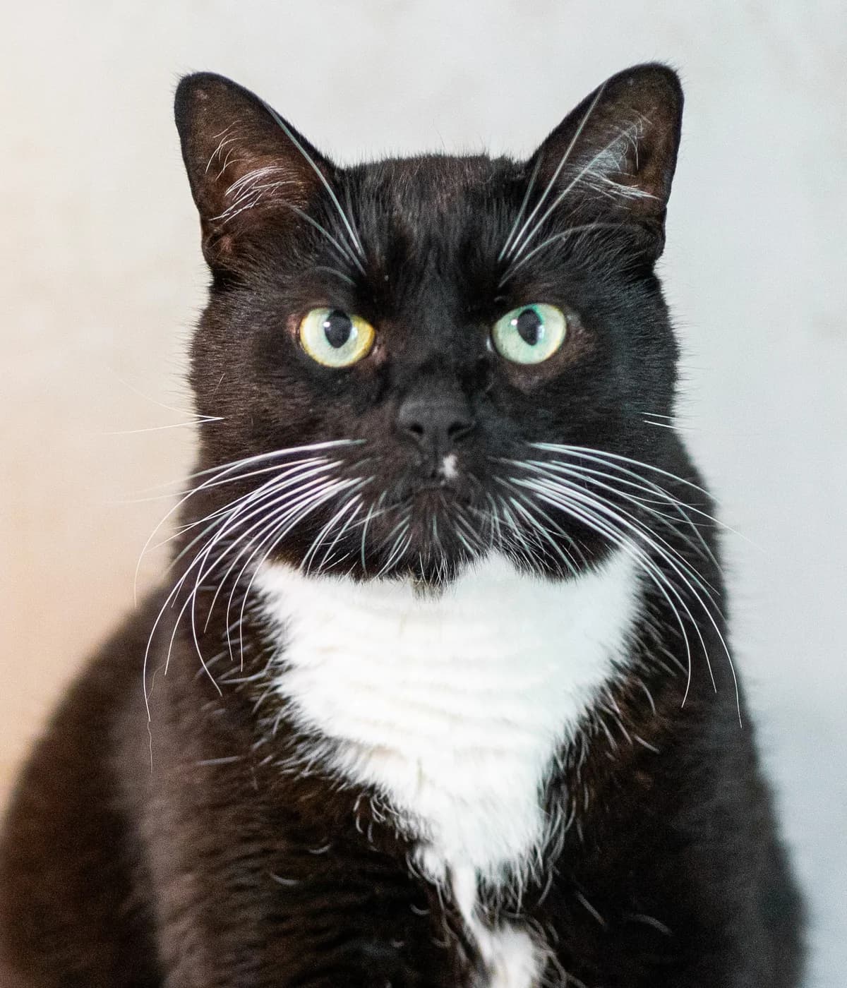 Jorh, must-valge male 4yo Mixed Breed for adoption at MTÜ Kassiabi