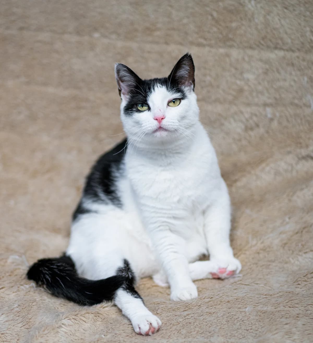 Mindy, must-valge female 4yo Mixed Breed for adoption at MTÜ Kassiabi