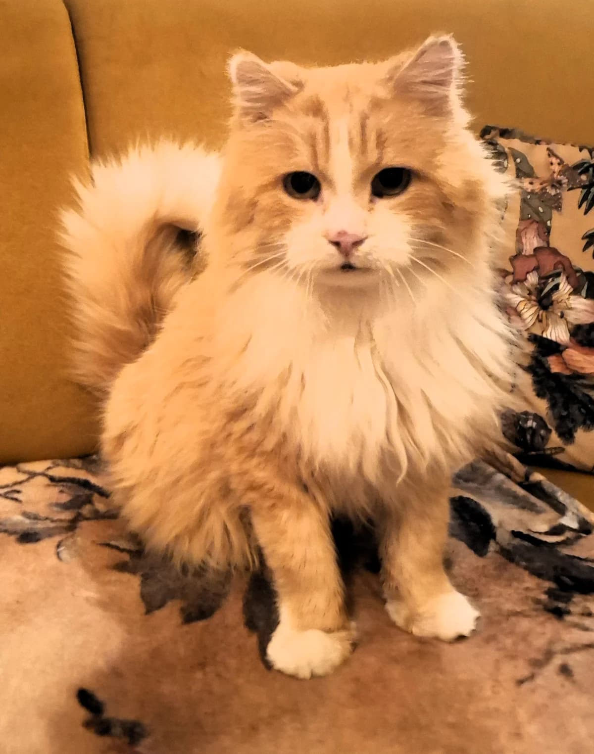 Pasteet, punane female 4yo Mixed Breed for adoption at MTÜ Kassiabi
