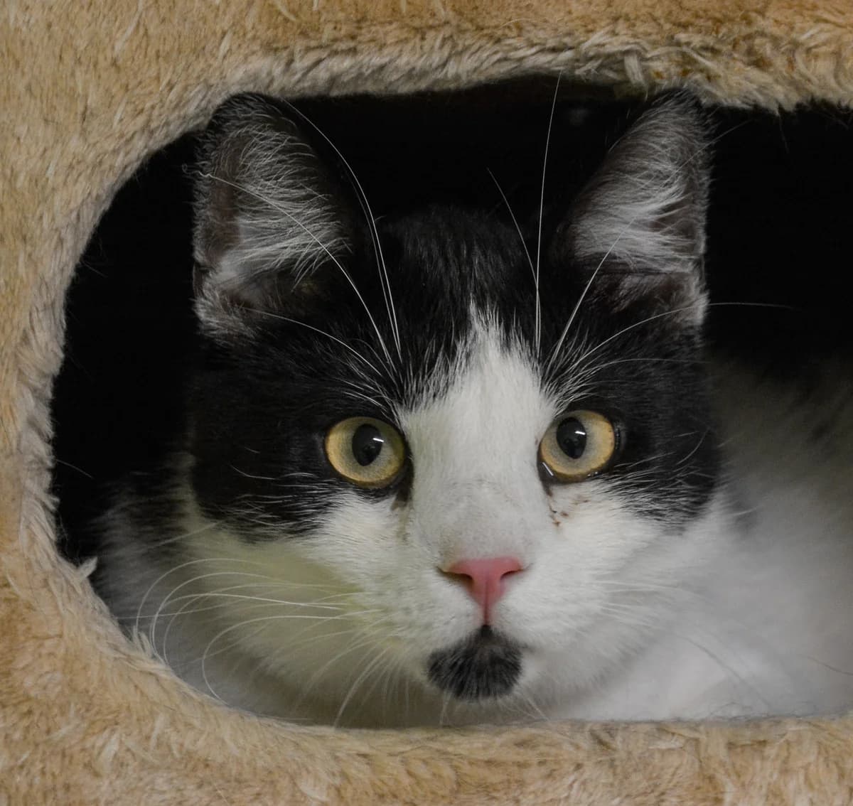 Habe, must-valge male 4yo Mixed Breed for adoption at MTÜ Kassiabi