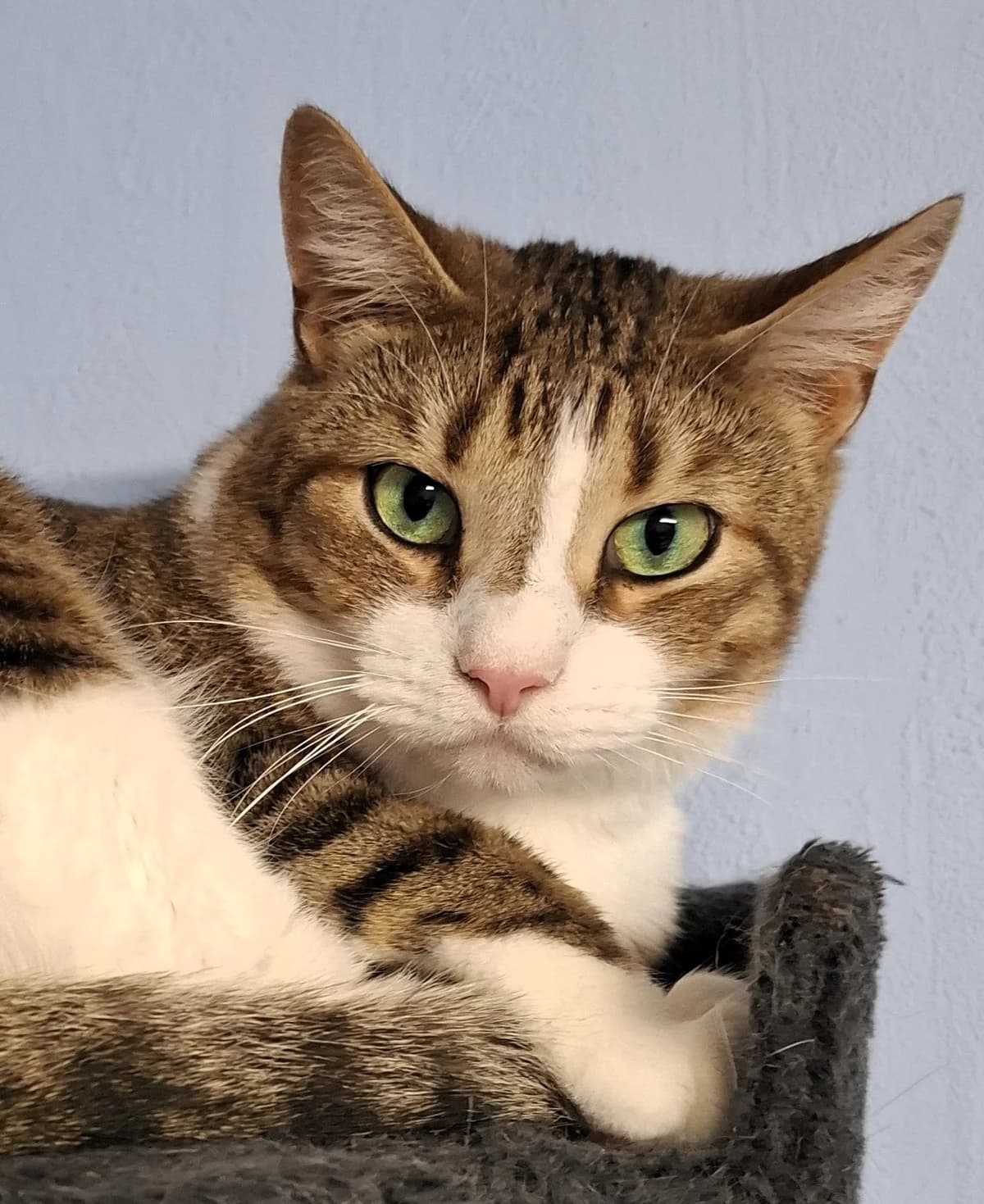 Priidik, triibuline male 4yo Mixed Breed for adoption at MTÜ Kassiabi