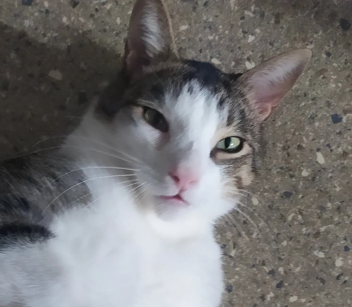 Piksel, triibuline male 4yo Mixed Breed for adoption at MTÜ Kassiabi