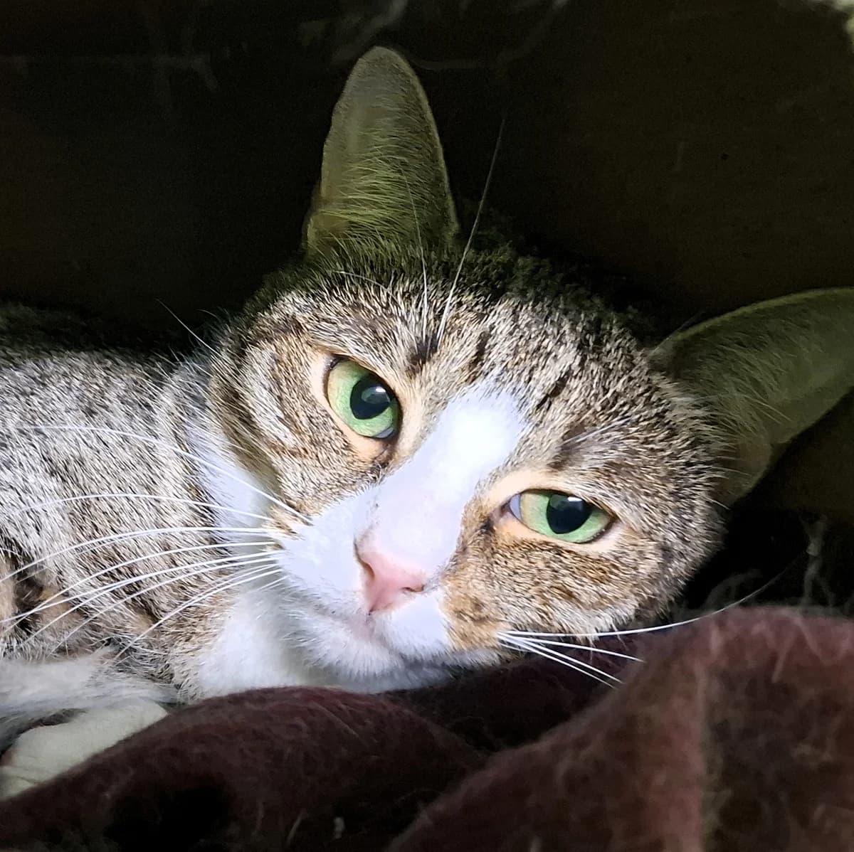 Miranda Kurr, triibuline female 4yo Mixed Breed for adoption at MTÜ Kassiabi