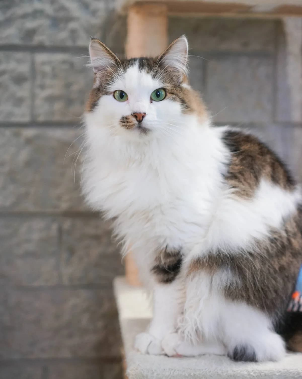 ADELHEID, female Mixed Breed for adoption at MTÜ Kasside Turvakodu, Tallinn