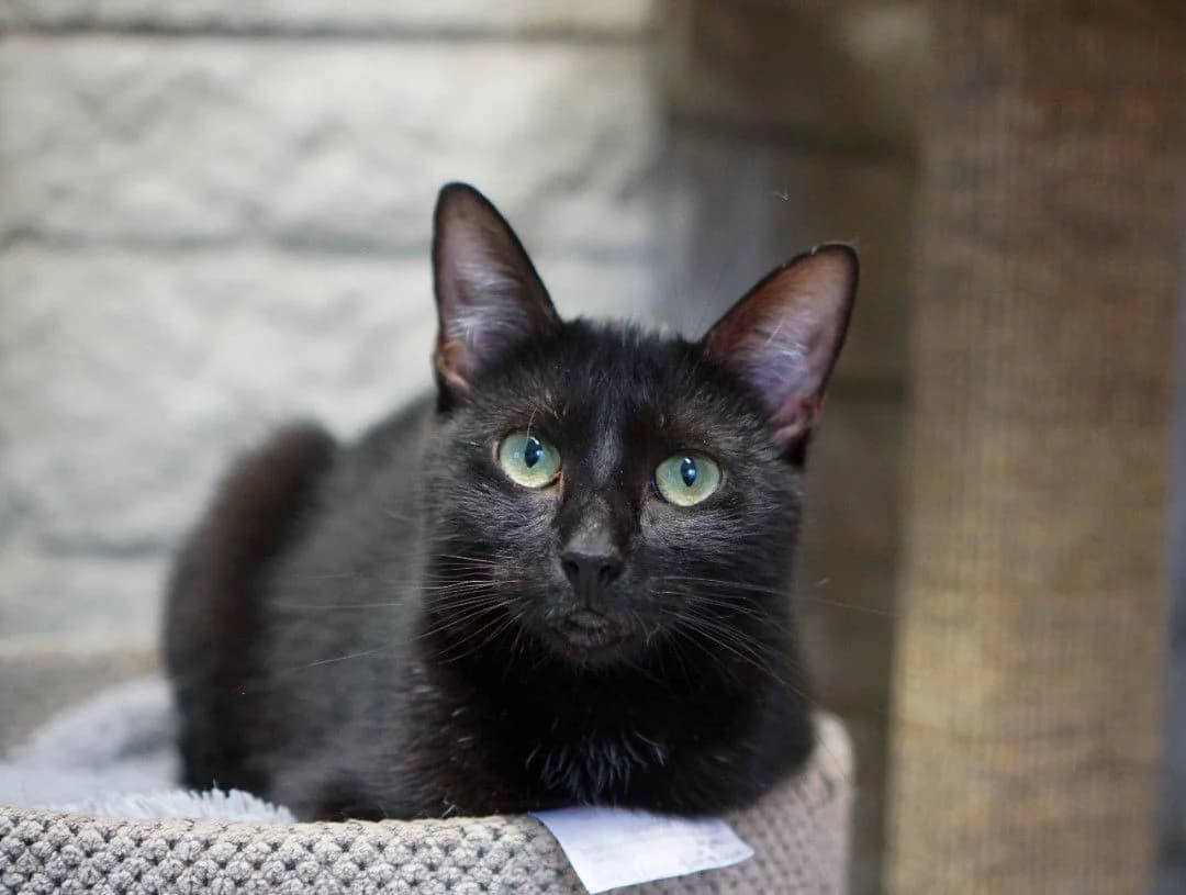 ESPRESSO, female Mixed Breed for adoption at MTÜ Kasside Turvakodu, Tallinn
