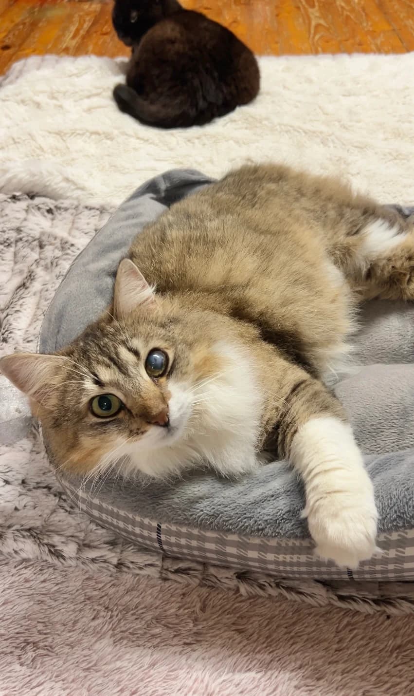 OLIVIA, female Mixed Breed for adoption at MTÜ Kasside Turvakodu, Tallinn