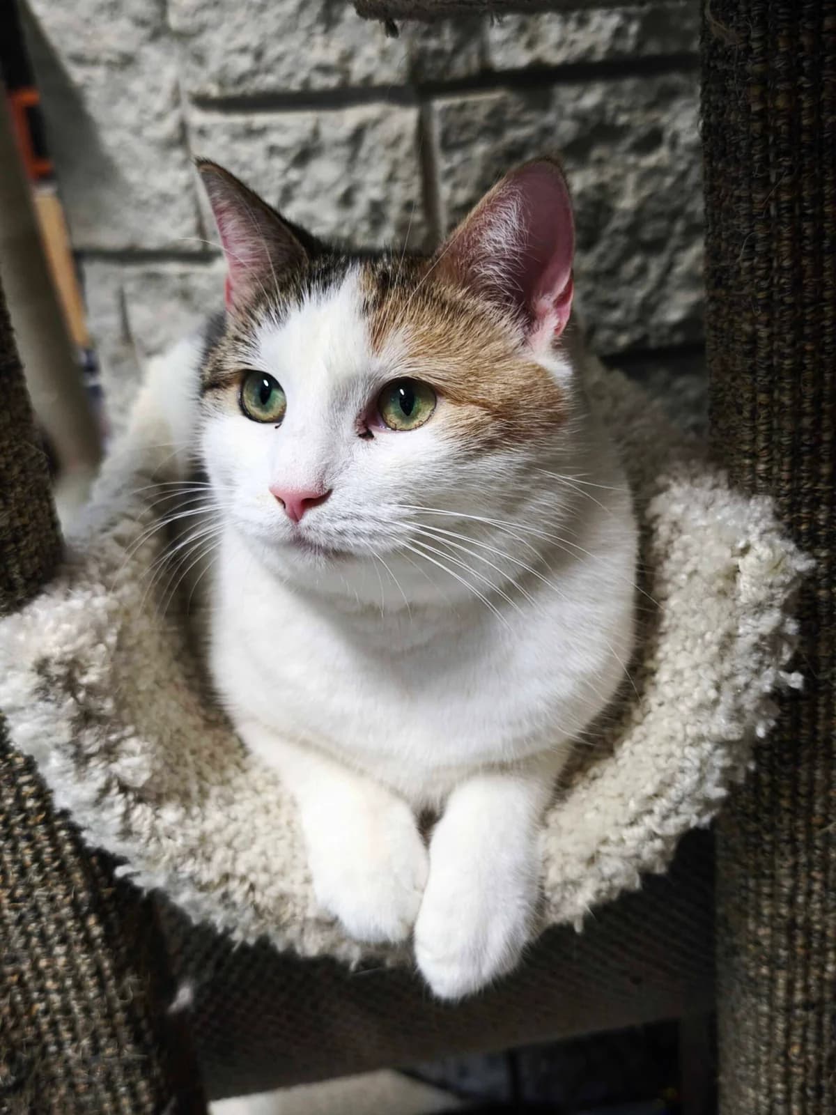RUBI, female Mixed Breed for adoption at MTÜ Kasside Turvakodu, Tallinn