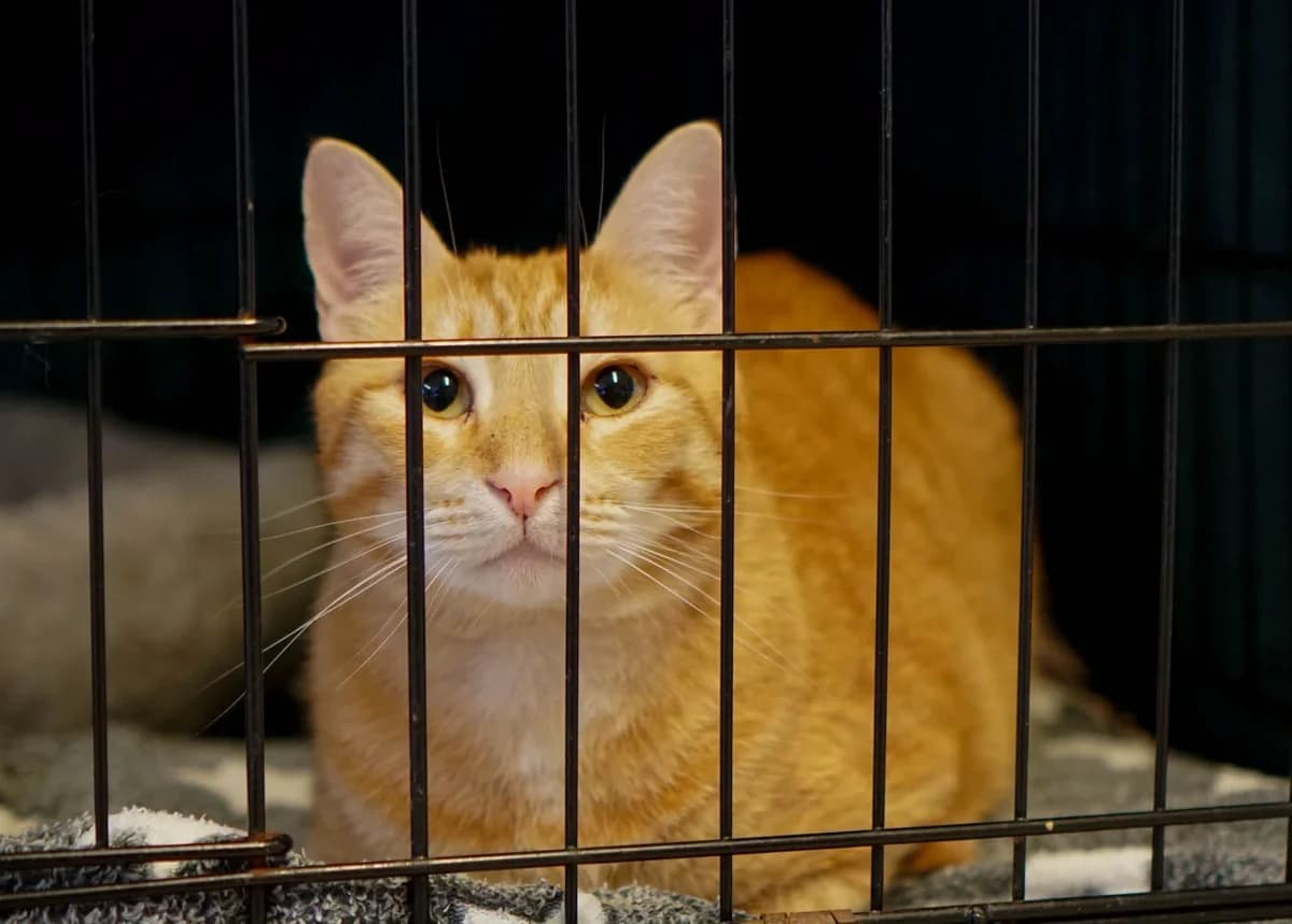 TÄNAK, male Mixed Breed for adoption at MTÜ Kasside Turvakodu, Tallinn