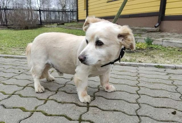 2427, male Mixed Breed for adoption at Loomade Varjupaik Grey Dogs MTÜ, Ida-Viru maakond
