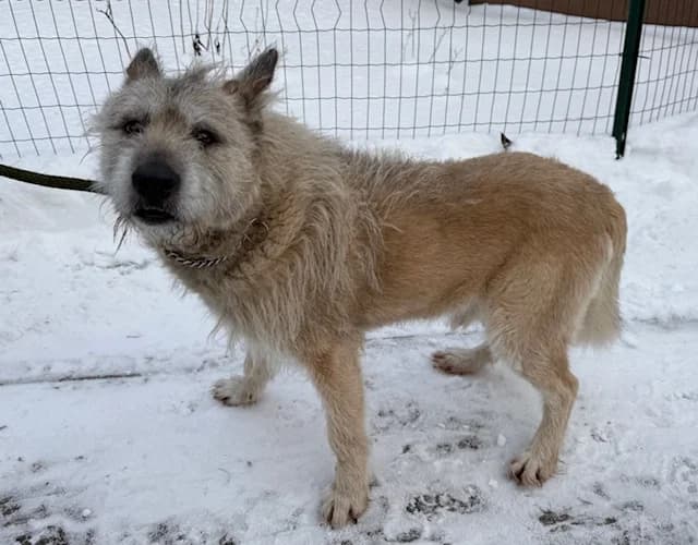 2515, male Mixed Breed for adoption at Loomade Varjupaik Grey Dogs MTÜ, Ida-Viru maakond