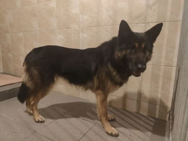2516, female 4yo Mixed Breed for adoption at Loomade Varjupaik Grey Dogs MTÜ, Ida-Viru maakond