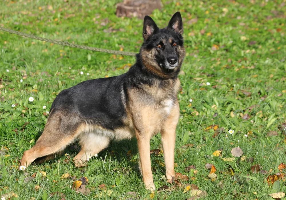 2516, female 4yo Mixed Breed for adoption at Loomade Varjupaik Grey Dogs MTÜ, Ida-Viru maakond