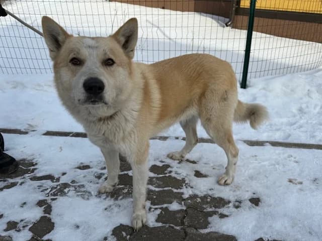 2517, male Mixed Breed for adoption at Loomade Varjupaik Grey Dogs MTÜ, Ida-Viru maakond