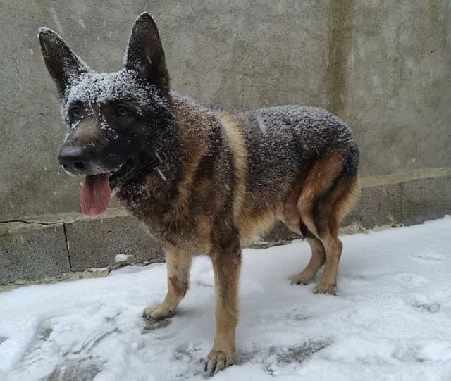 2519, male 7yo Mixed Breed for adoption at Loomade Varjupaik Grey Dogs MTÜ, Ida-Viru maakond