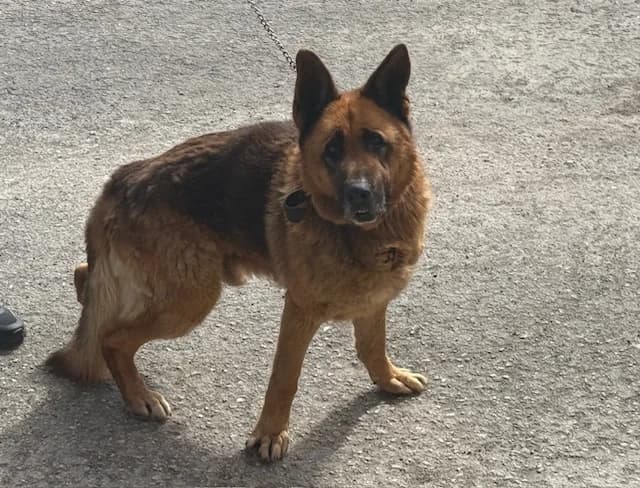 2525, male Mixed Breed for adoption at Loomade Varjupaik Grey Dogs MTÜ, Ida-Viru maakond