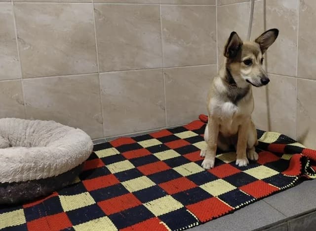 2535, female Mixed Breed for adoption at Loomade Varjupaik Grey Dogs MTÜ, Ida-Viru maakond
