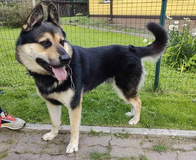 2538, male Mixed Breed for adoption at Loomade Varjupaik Grey Dogs MTÜ, Ida-Viru maakond
