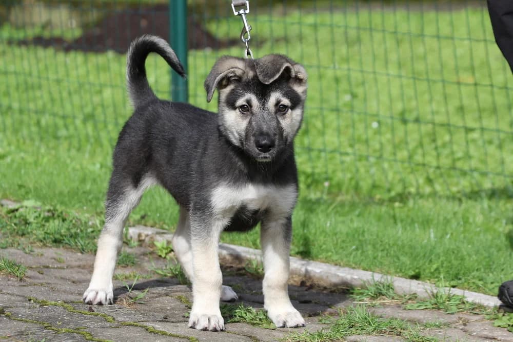2540, male Mixed Breed for adoption at Loomade Varjupaik Grey Dogs MTÜ, Ida-Viru maakond